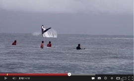 Surfing with Whales